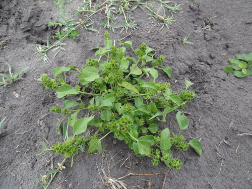 Image of Acalypha poiretii by (c) Alexis López Hernández, some rights reserved (CC BY)