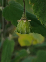 Abutilon oxycarpum