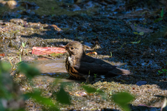 Turdus cardis