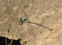 Eusynthemis nigra