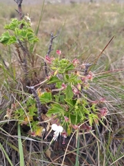 Pelargonium ribifolium