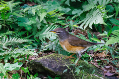 Turdus obscurus