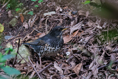 Turdus cardis