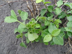 Acalypha poiretii