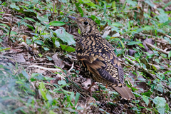 Zoothera aurea