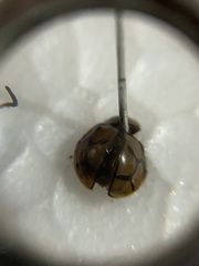 Harmonia testudinaria