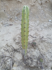 Myrtillocactus geometrizans
