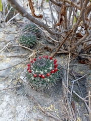 Mammillaria carnea
