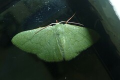 Phaiogramma faustinata