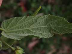 Abutilon oxycarpum