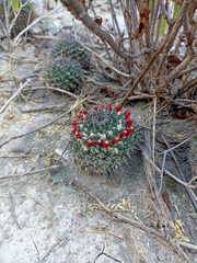 Mammillaria carnea