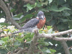 Megaceryle maxima maxima