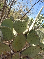 Opuntia streptacantha