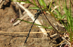Eusynthemis nigra