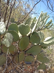 Opuntia streptacantha