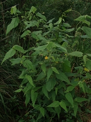 Abutilon oxycarpum