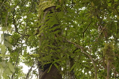 Hicksbeachia pinnatifolia