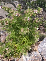 Pelargonium radens