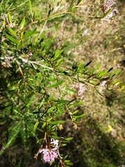 Grevillea sericea