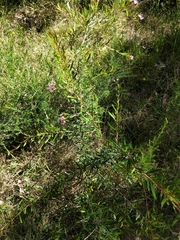 Grevillea sericea