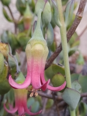 Cotyledon woodii