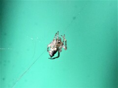 Cyclosa