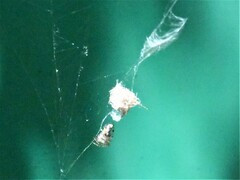 Cyclosa