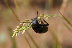 Spondylis buprestoides