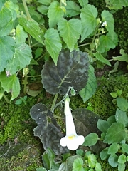 Smithiantha multiflora