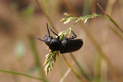 Spondylis buprestoides