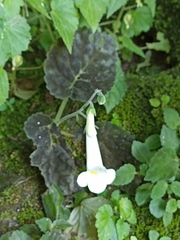 Smithiantha multiflora