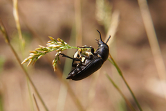 Spondylis buprestoides