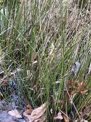 Juncus roemerianus