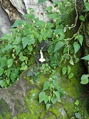 Smithiantha multiflora