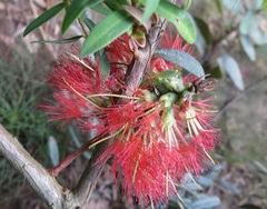 Melaleuca hypericifolia