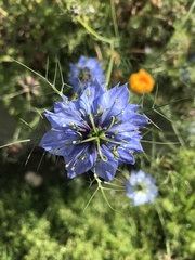 Nigella