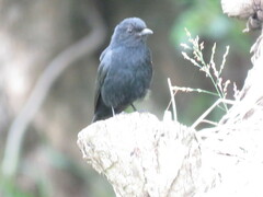 Melaenornis pammelaina