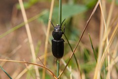 Spondylis buprestoides
