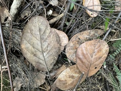 Beilschmiedia tarairi