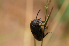 Spondylis buprestoides