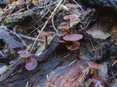 Gymnopus fuscopurpureus