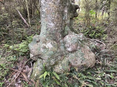Beilschmiedia tarairi