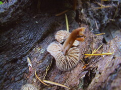 Gymnopus fuscopurpureus