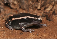 Phrynomantis bifasciatus
