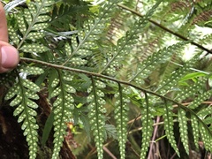 Rumohra adiantiformis