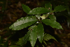 Litsea reticulata