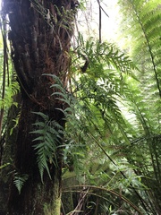 Rumohra adiantiformis