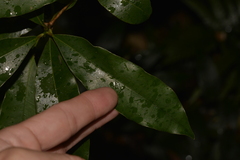 Litsea reticulata
