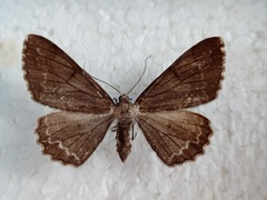Alcis repandata