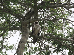 Hieraaetus wahlbergi